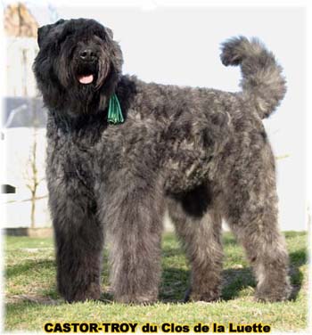 bouvier des flandres du clos de la luette - copyright déposé